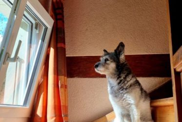 Chalet individuel à Blonay, Les Pléiades. sur 3’000 m² de parcelle