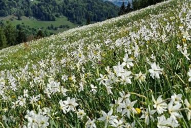 Chalet individuel à Blonay, Les Pléiades. sur 3’000 m² de parcelle