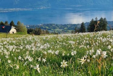 Chalet individuel à Blonay, Les Pléiades. sur 3’000 m² de parcelle